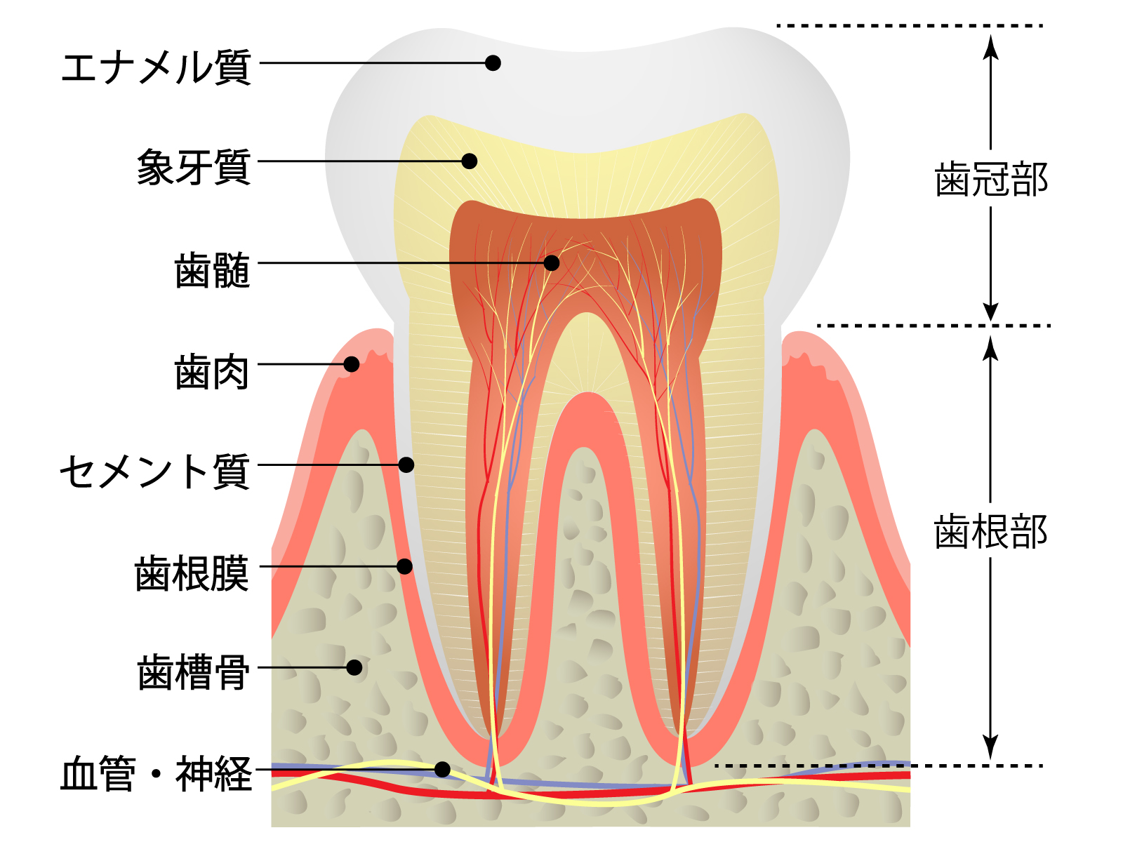 歯の神経の大切さを知っていますか？